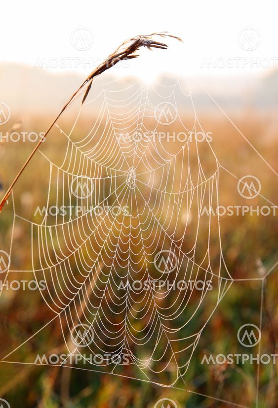 spider web with dew drops