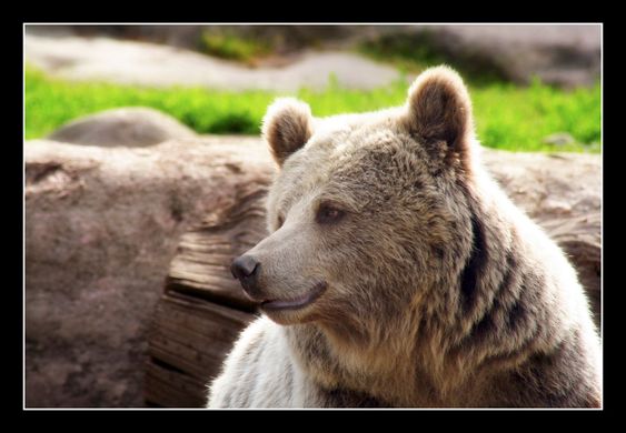 Brownbear