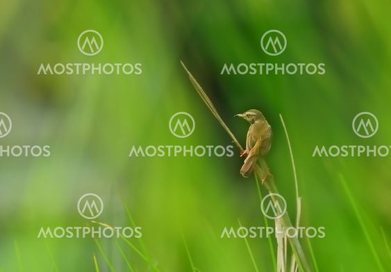 A small bird, Plain Prinia, grass blade, perched, windy