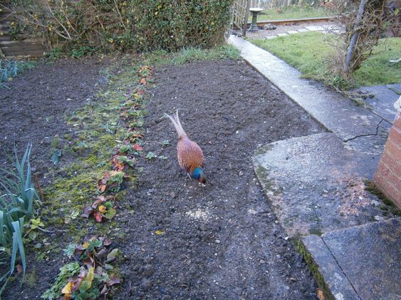 Peter the pet pheasant
