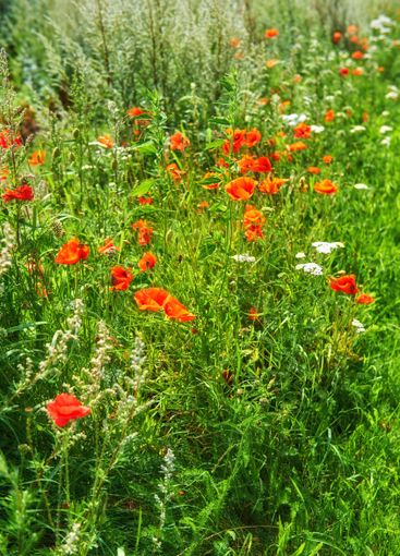 Nature, landscape and color of flowers, floral and...