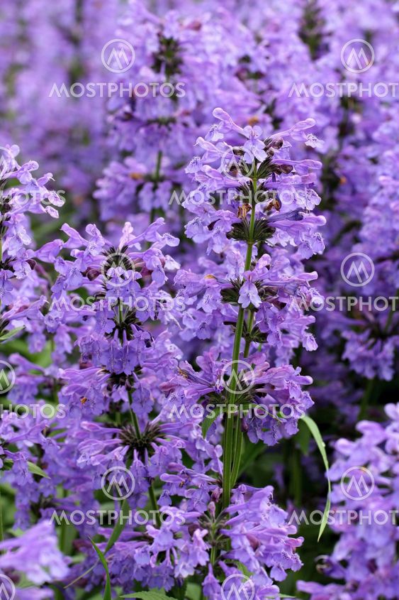 Purple Hyssop Flowers (Hyssopus officinalis)