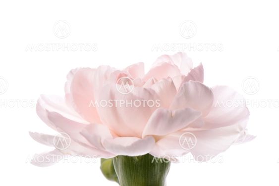Closeup of pink carnation