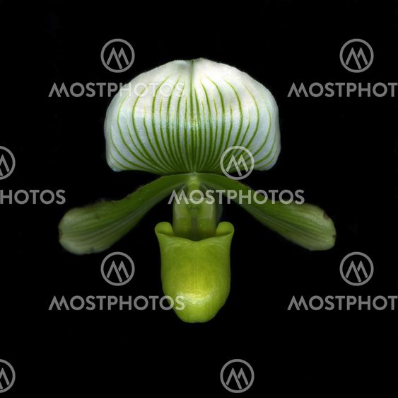 Lady-Slipper