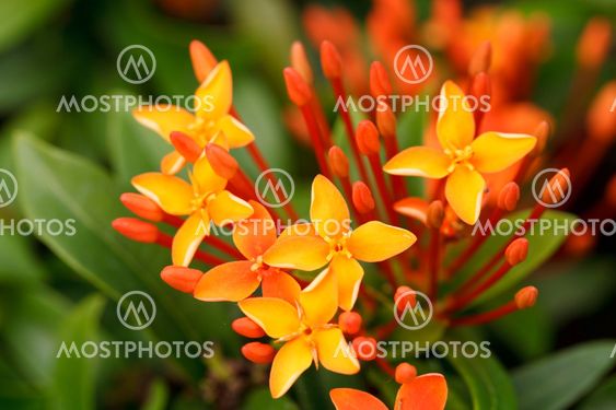 Close up bunch of red ixora flowers
