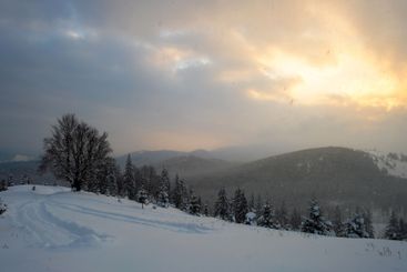 Moody winter landscape with dark bare tree on covered...