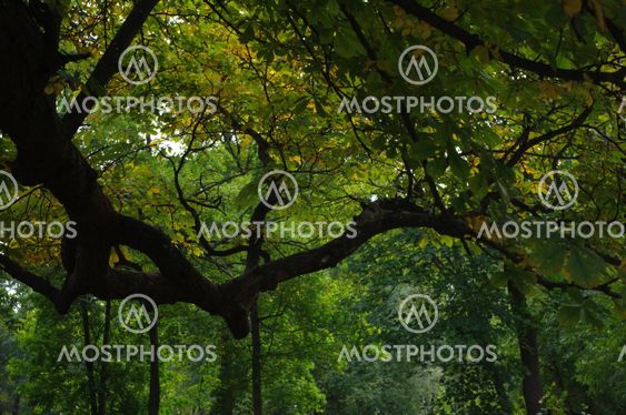 Horse-chestnut tree