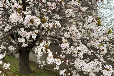 Delicate white blossoms on a tree branch in a spring...