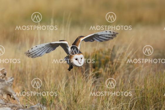 Barn owl in flight