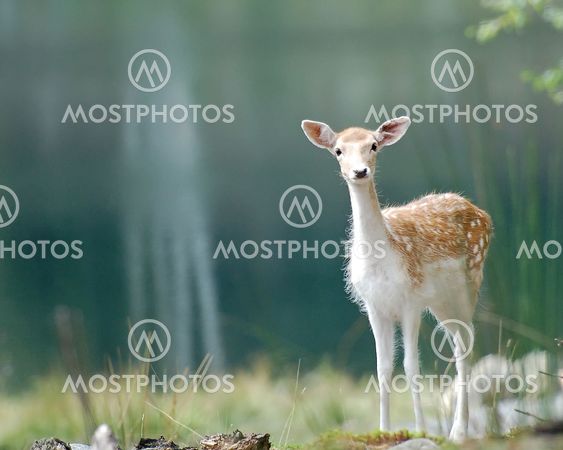 Fallow Deer (Dama dama)