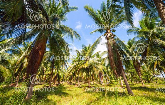 Dense Jungle Scene