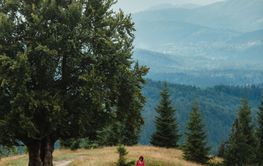 woman on the path near old big beech tree in the mountains