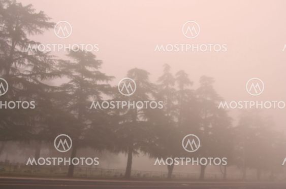 Row of trees in the fog