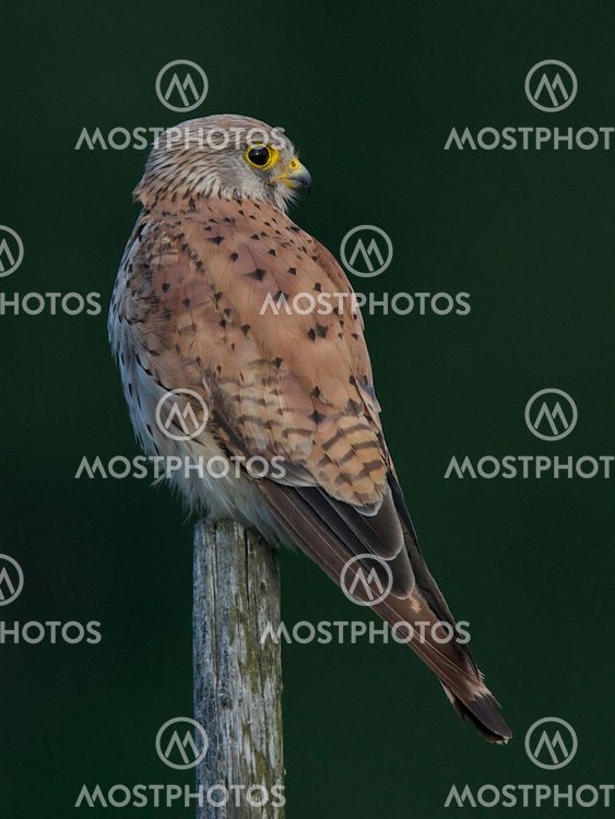 Tornfalken - the kestrel