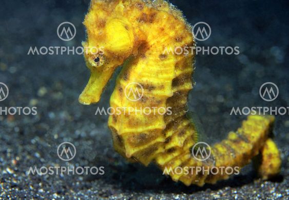 Common Seahorse