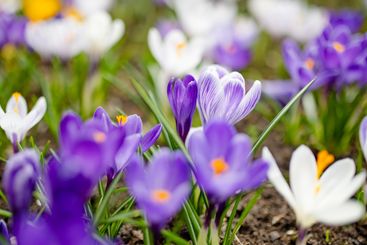 Blooming crocus flowers in the park. Spring landscape.