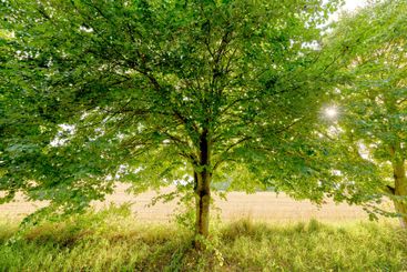 Tree, forest and leaves with growth, outdoor and...