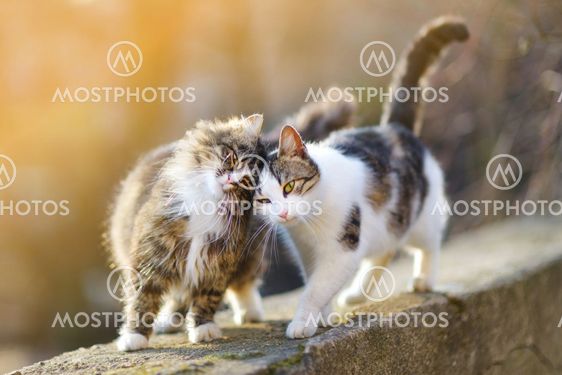 Two friendly cats