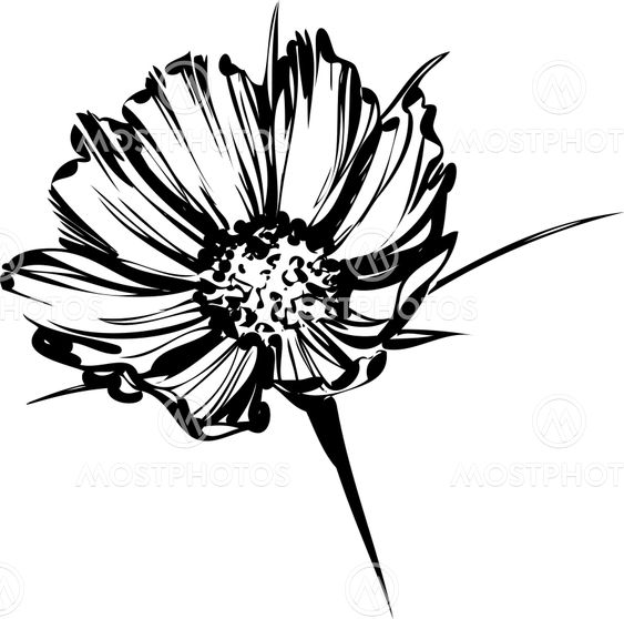 sketch of a wild flower