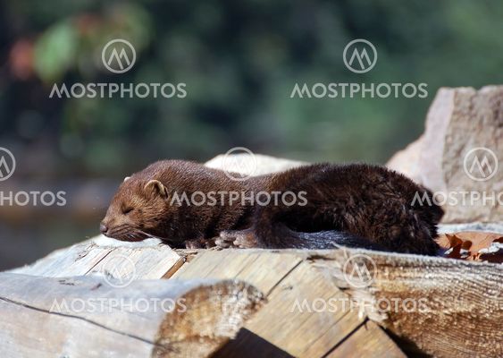 Amerikansk Mink (Mustela vison)