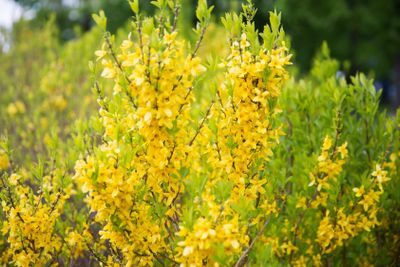 close up of forsythia bush with yellow flowers