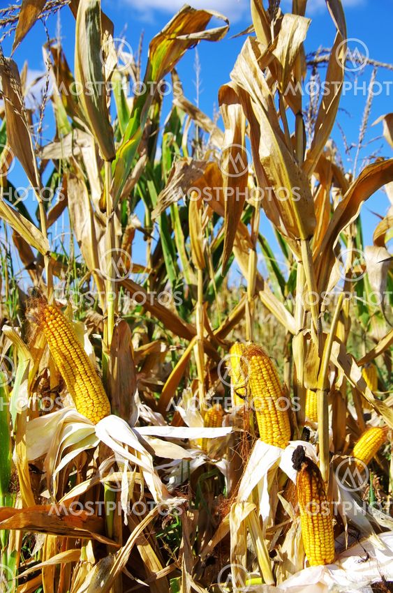 Field corn in the Autumn