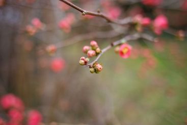 Thin branches with fresh pink flowers in early spring....