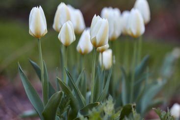 Flowers, landscape and outdoor with nature, environment...