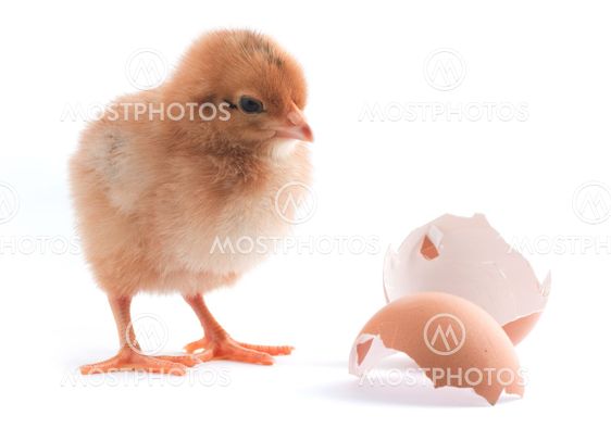 The yellow small chick