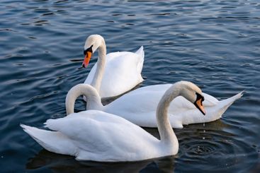 Swans gracefully swimming in a serene lake during daylight
