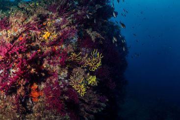 fish swimming together near rocky reef with coral