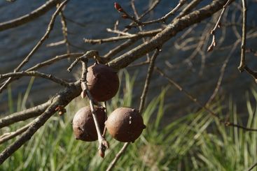 Autumn branch tree with three spiky juniper dried
