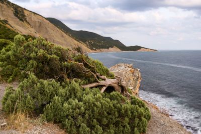 Evening summer seascape with mountains and a juniper tree...