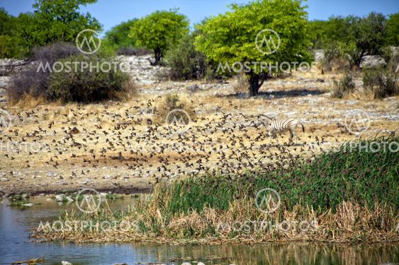 birds drinking water in a waterhole at etosha national park namibia