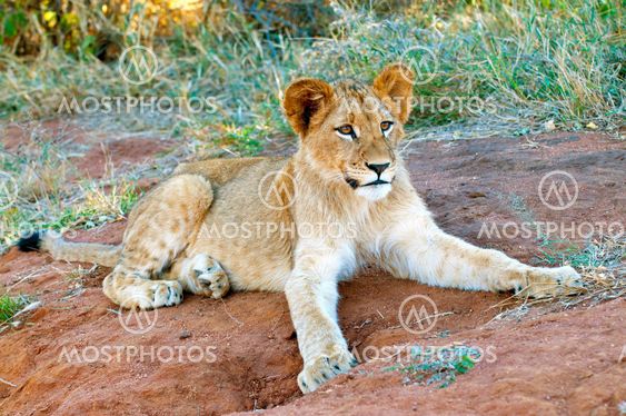 Lion - Löwe