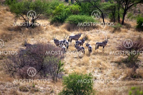 a group of oryx in daan viljoen game park namibia