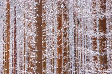 Snow covered branches create a serene winter landscape...