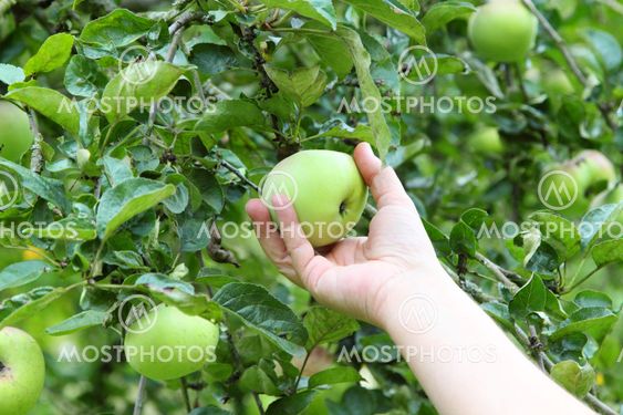 Picking an apple