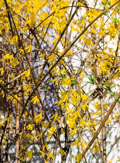 Yellow blossoming forsythia bush in a garden