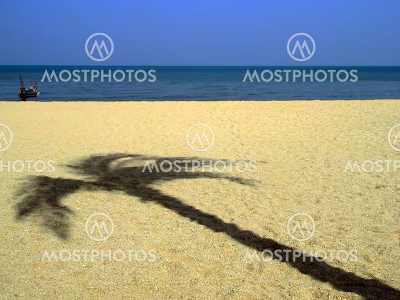 Shadow of the palm tree.