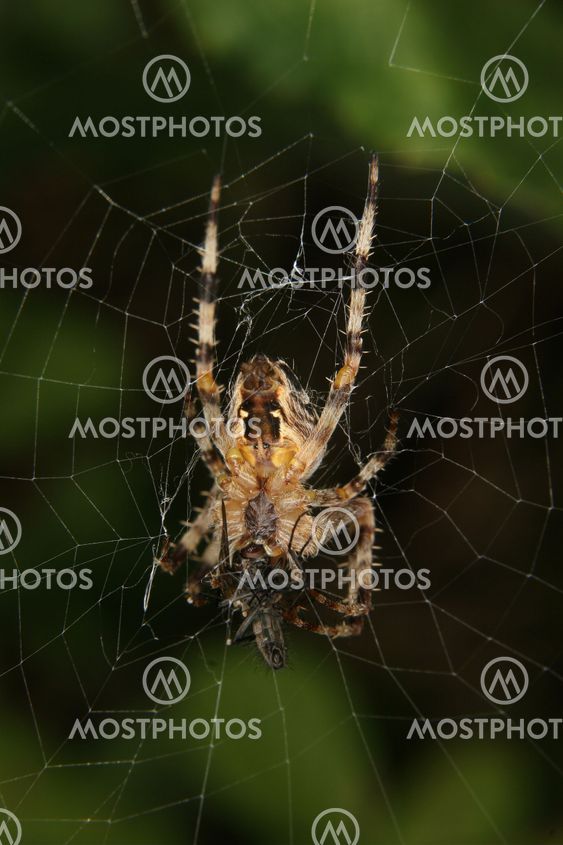 European garden spider (Araneus diadematus)