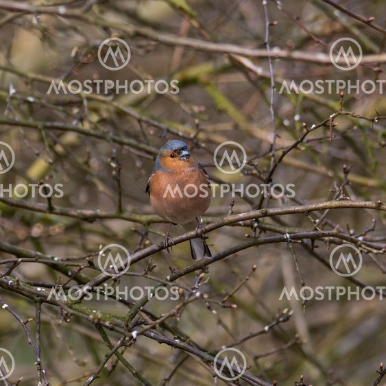 Male Chaffinch perched in woodland