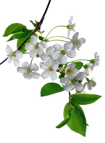 The branches of flowering cherry with foliage. cherry...