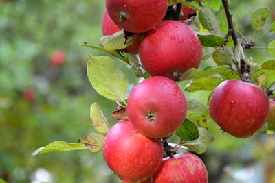 Äpplen Ingrid Marie