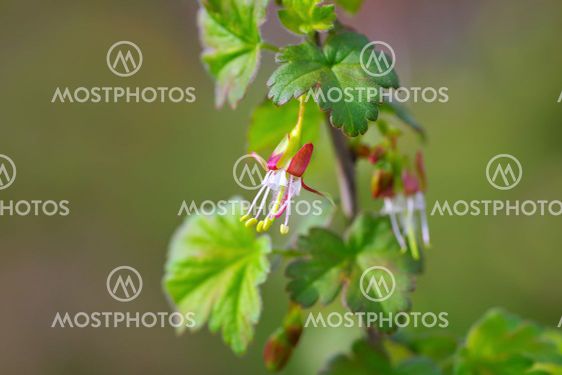 Ribes divaricatum flower in springtime