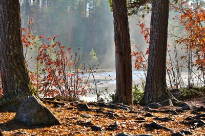 Vid Storforsen i Älvsbyns kommun, Norrbotten
