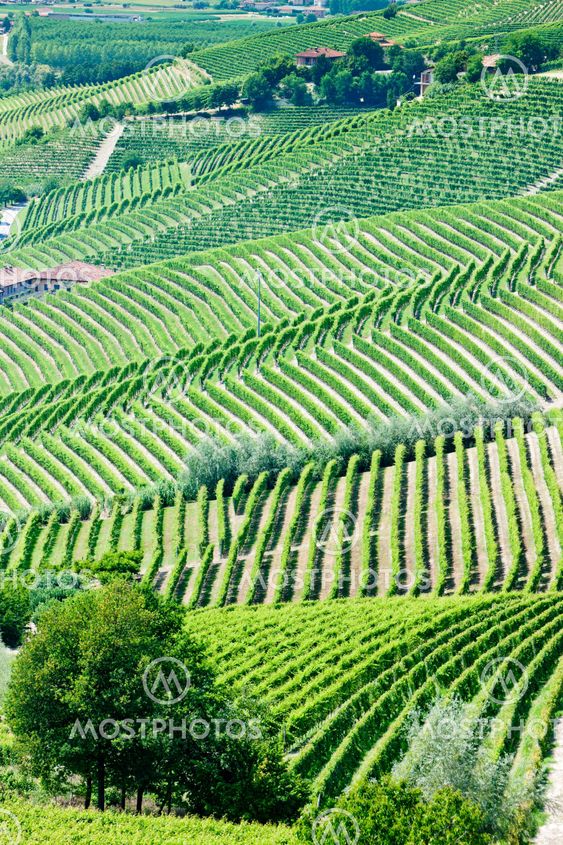 vineyars near Barbaresco, Piedmont, Italy