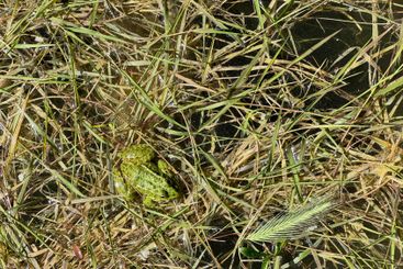 Green frog in swamp grass
