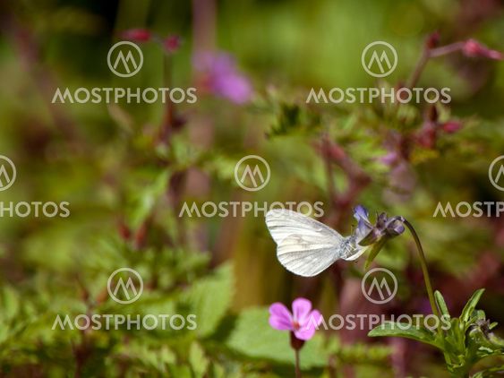Ängsvitvinge - Réal's Wood White (Leptidea reali), Sweden