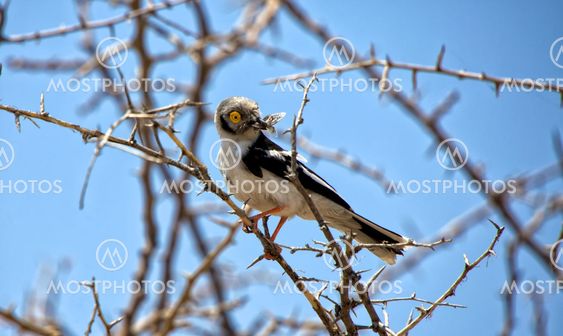 white-crested helmet shrike in etosha national park namibia